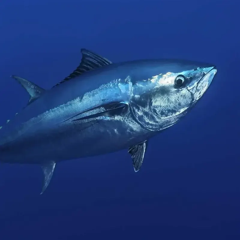 Atún de aleta negra