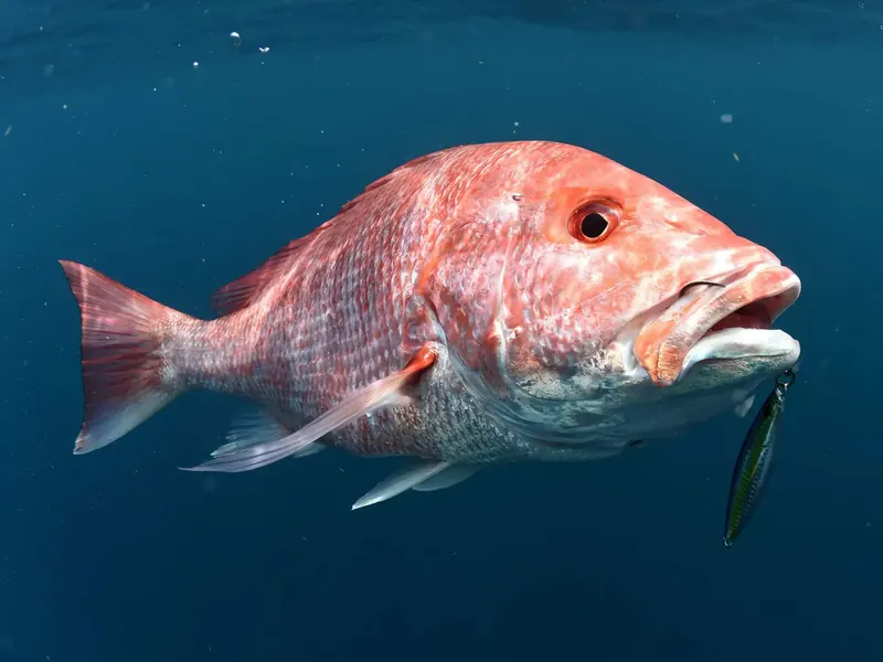 Pargo rojo