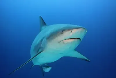 Tiburón toro